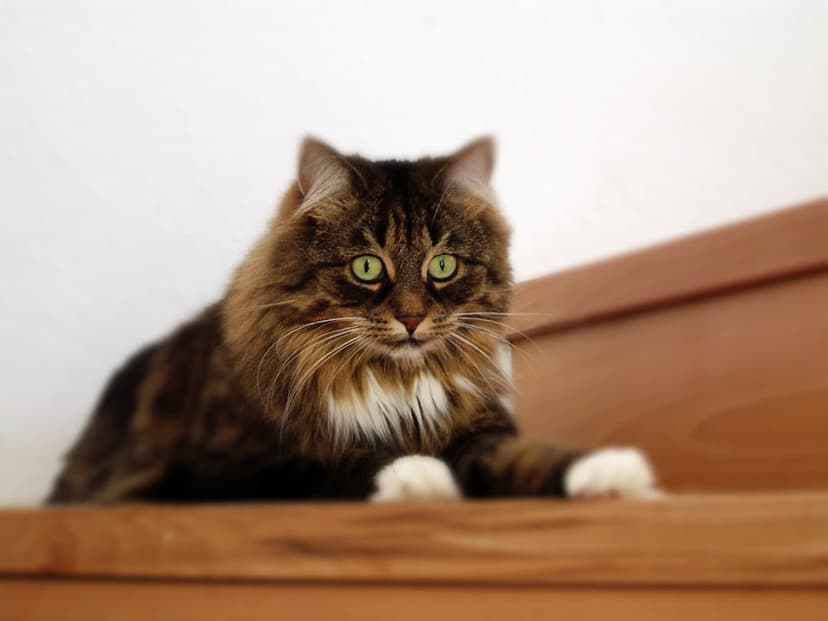 Long-haired tabby cat with green eyes and white paws sits on brown wooden stairs in soft natural lighting.