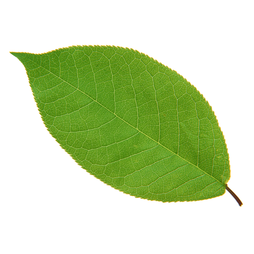 Green leaf Euclidean frame features symmetrical maple foliage with sharp edges against a transparent background.
