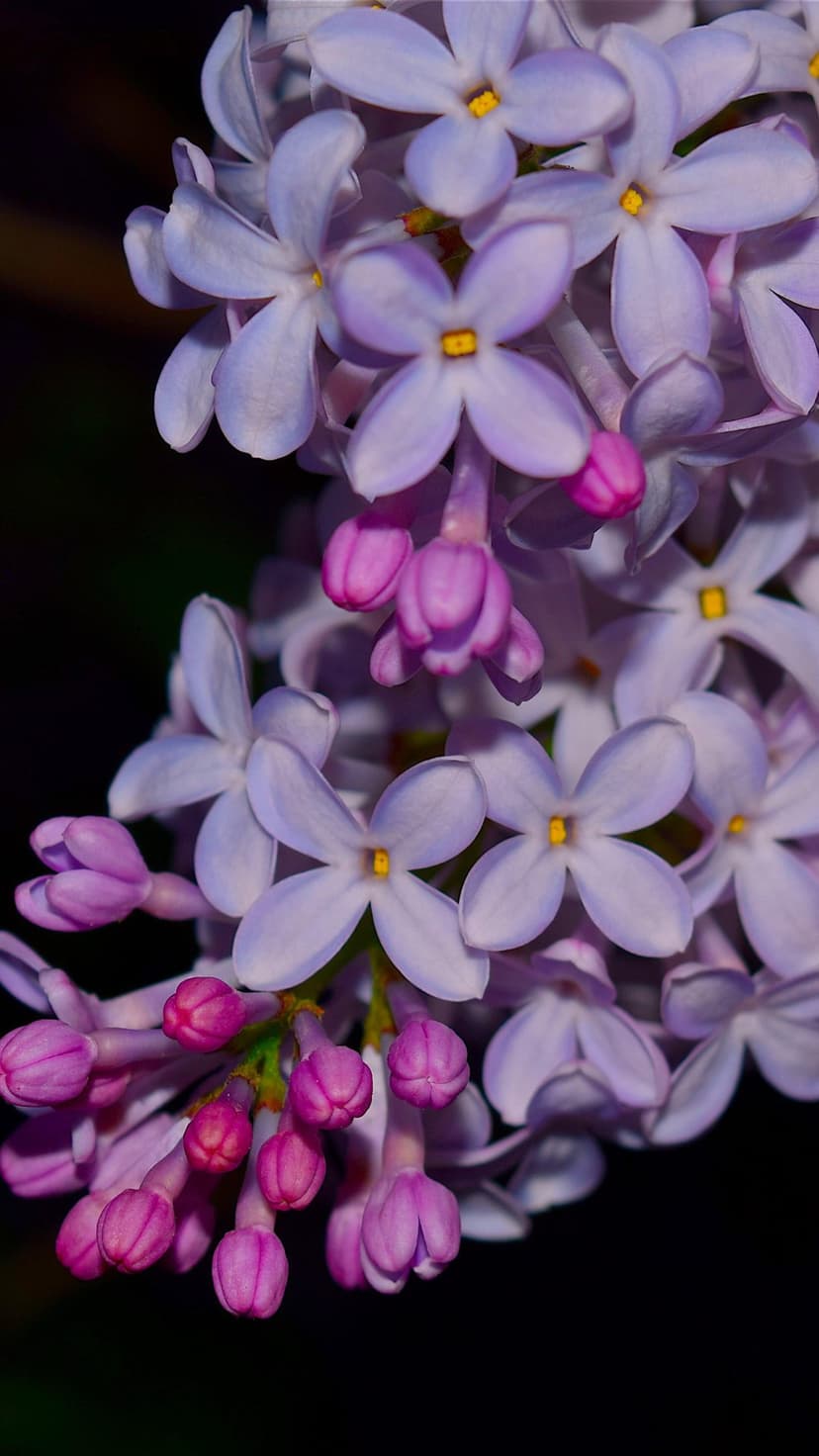 Purple lilac flowers with yellow centers bloom in front of a dark, out-of-focus background in a close-up shot.