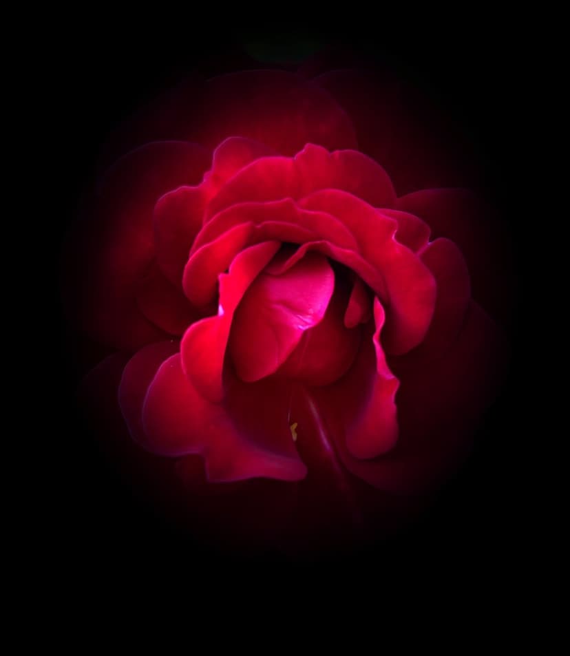 Vibrant red rose petals with a swirling core are sharply lit against a minimalist pitch black background.