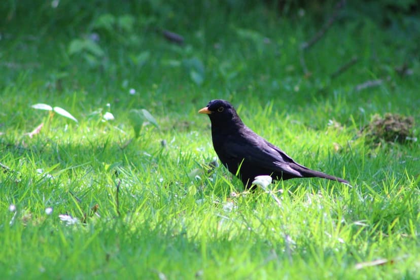 Male blackbird with a bright yellow beak stands on sunlit green grass in a vibrant garden meadow setting.