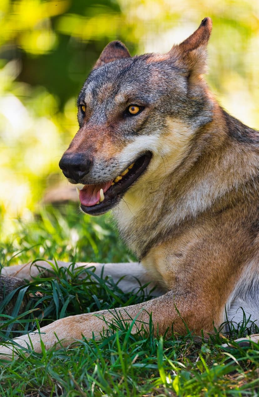 Wolf with amber eyes rests in vibrant green grass, showing sharp teeth and detailed grey fur under sunlight.