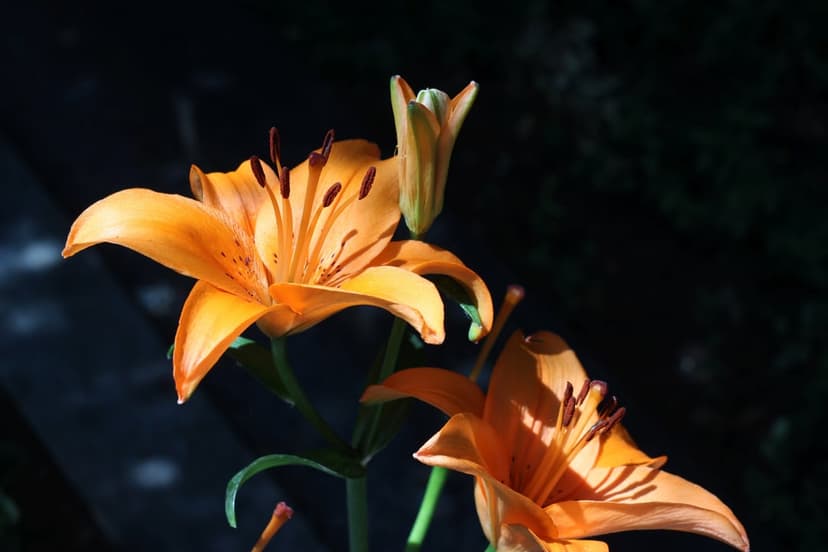 Two orange lily flowers with visible stamens glow in soft sunlight against a dark, blurred natural background.