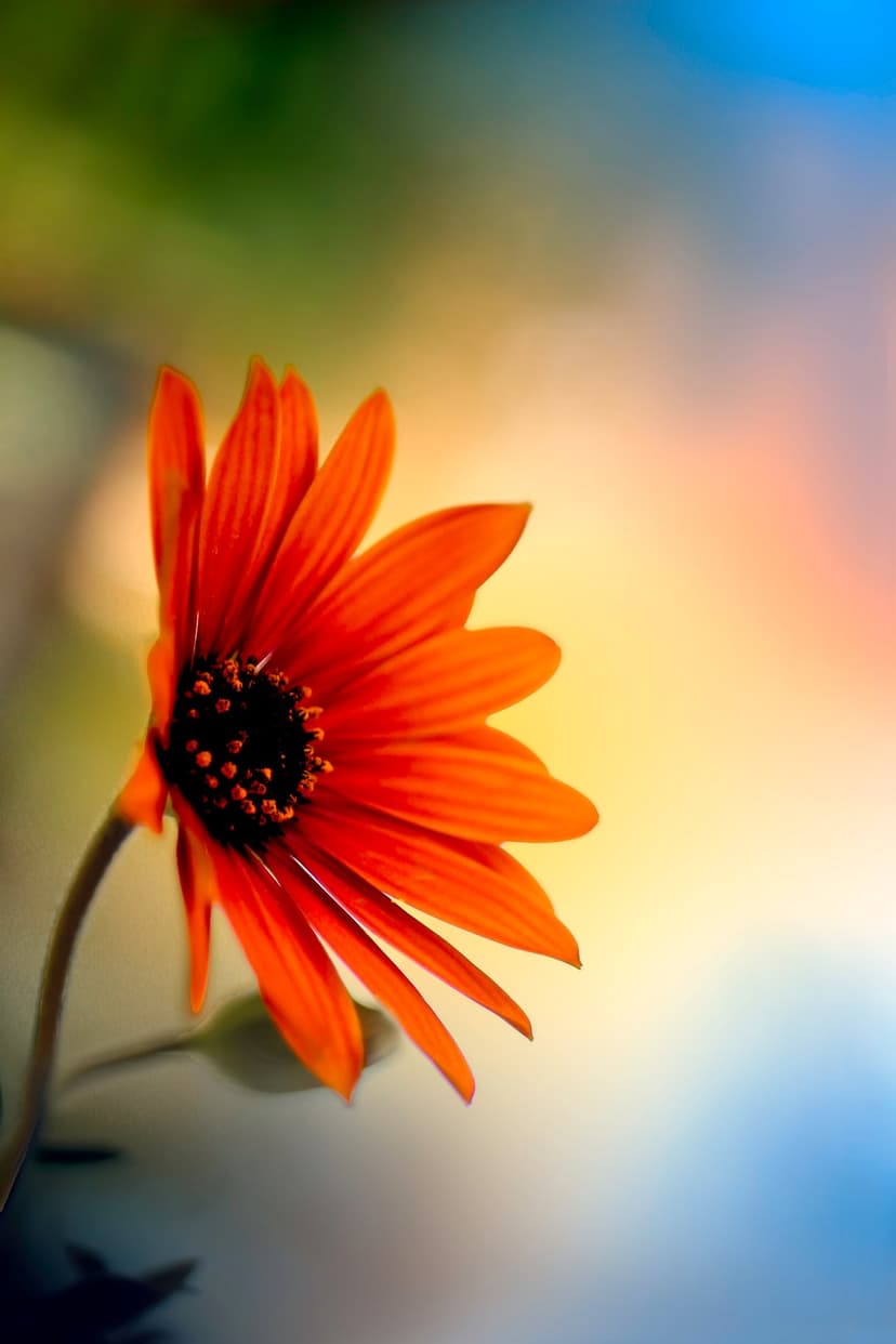 Orange daisy with thin tangerine petals and a dark center against a soft green and blue bokeh background.