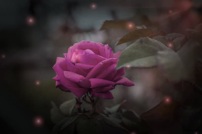 Pink rose bloom with velvety petals surrounded by floating orange light specks against a dark moody garden.