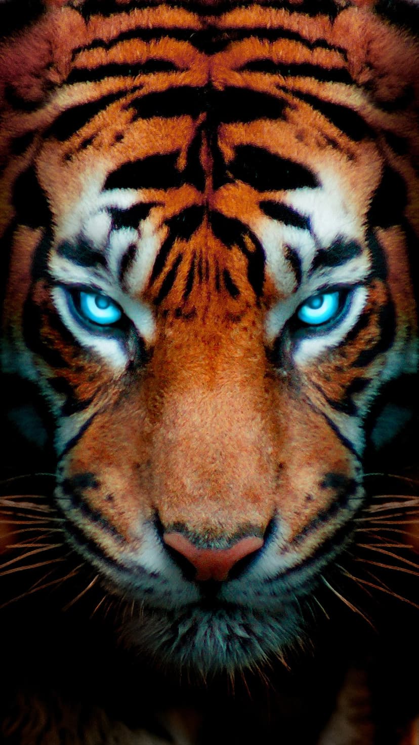 Tiger with bright blue eyes and orange stripes stares forward in a tight portrait featuring detailed facial fur.