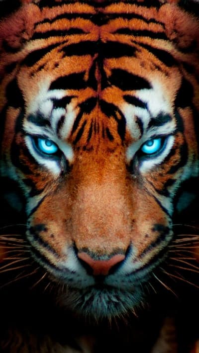 Intense Tiger Portrait with Piercing Blue Eyes