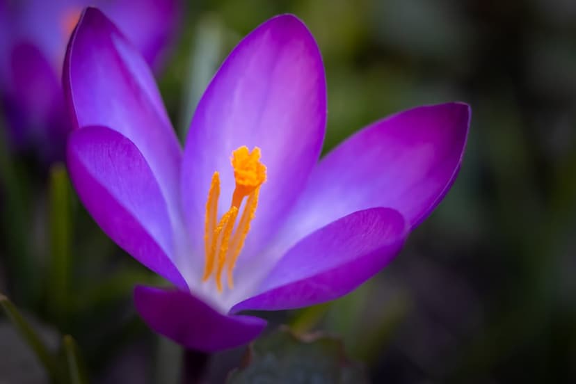 Purple crocus flower petals opening to reveal bright yellow stamens against a blurred green garden backdrop.