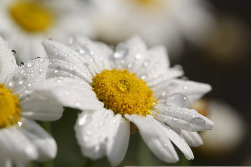 White daisy petals covered in clear water droplets surround a bright yellow center in a sharp macro close-up.