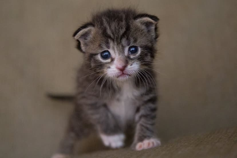 Tabby kitten with blue eyes and grey stripes looks upward with a sad, innocent expression on its face.