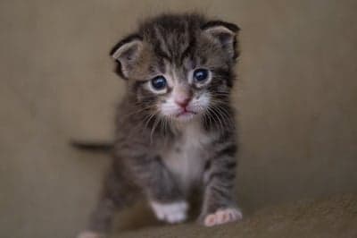 Sad Kitten with Big Blue Eyes Looking Up