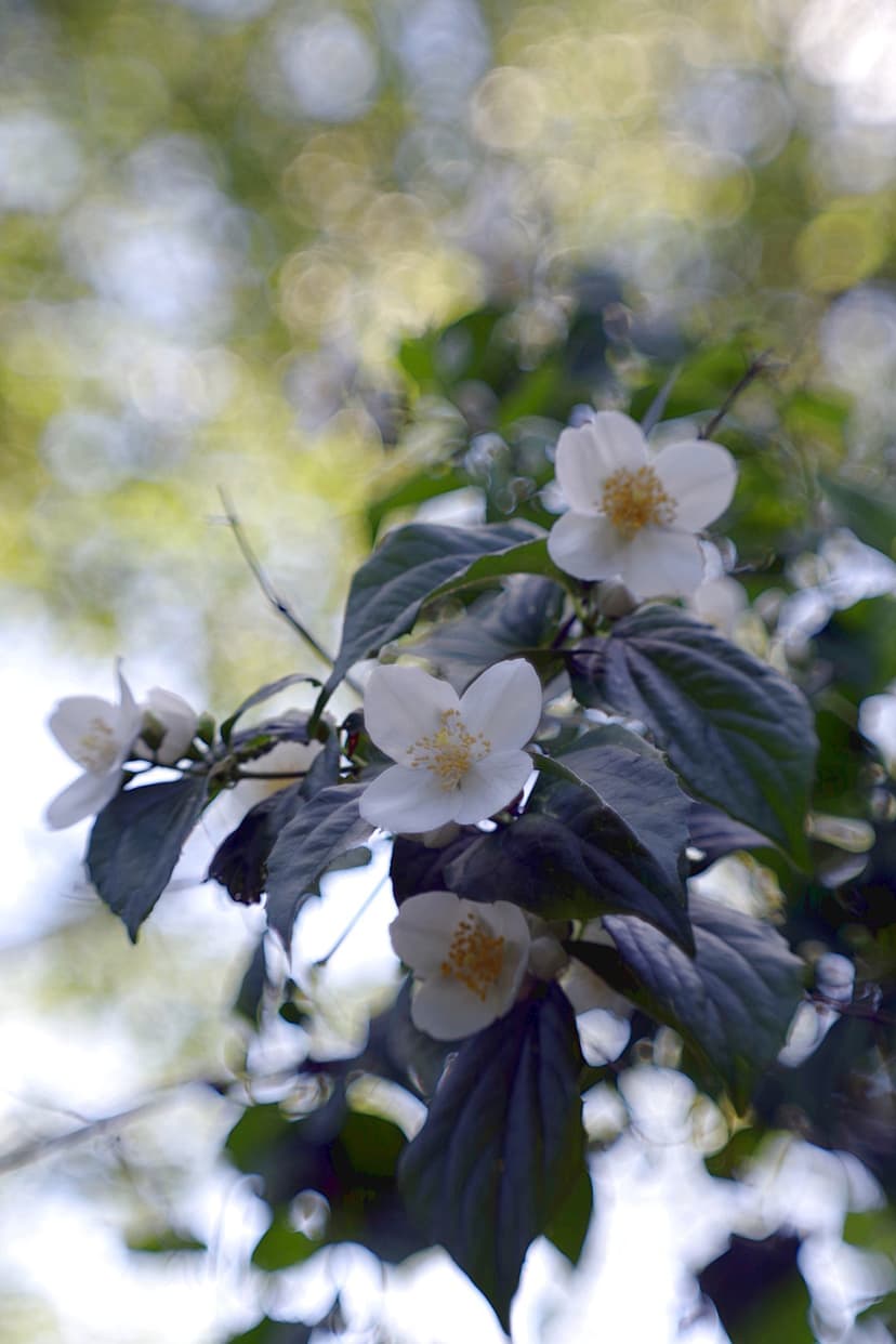 White jasmine flowers with yellow stamens grow on a leafy green branch against a soft blurred background.