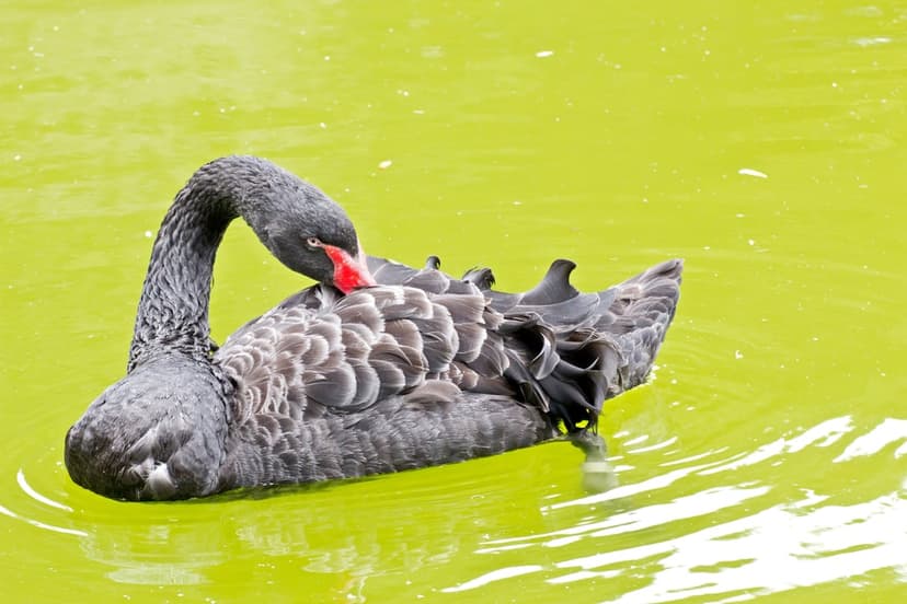 Black swan with a red beak preening its feathers on the surface of vibrant neon green rippling water.
