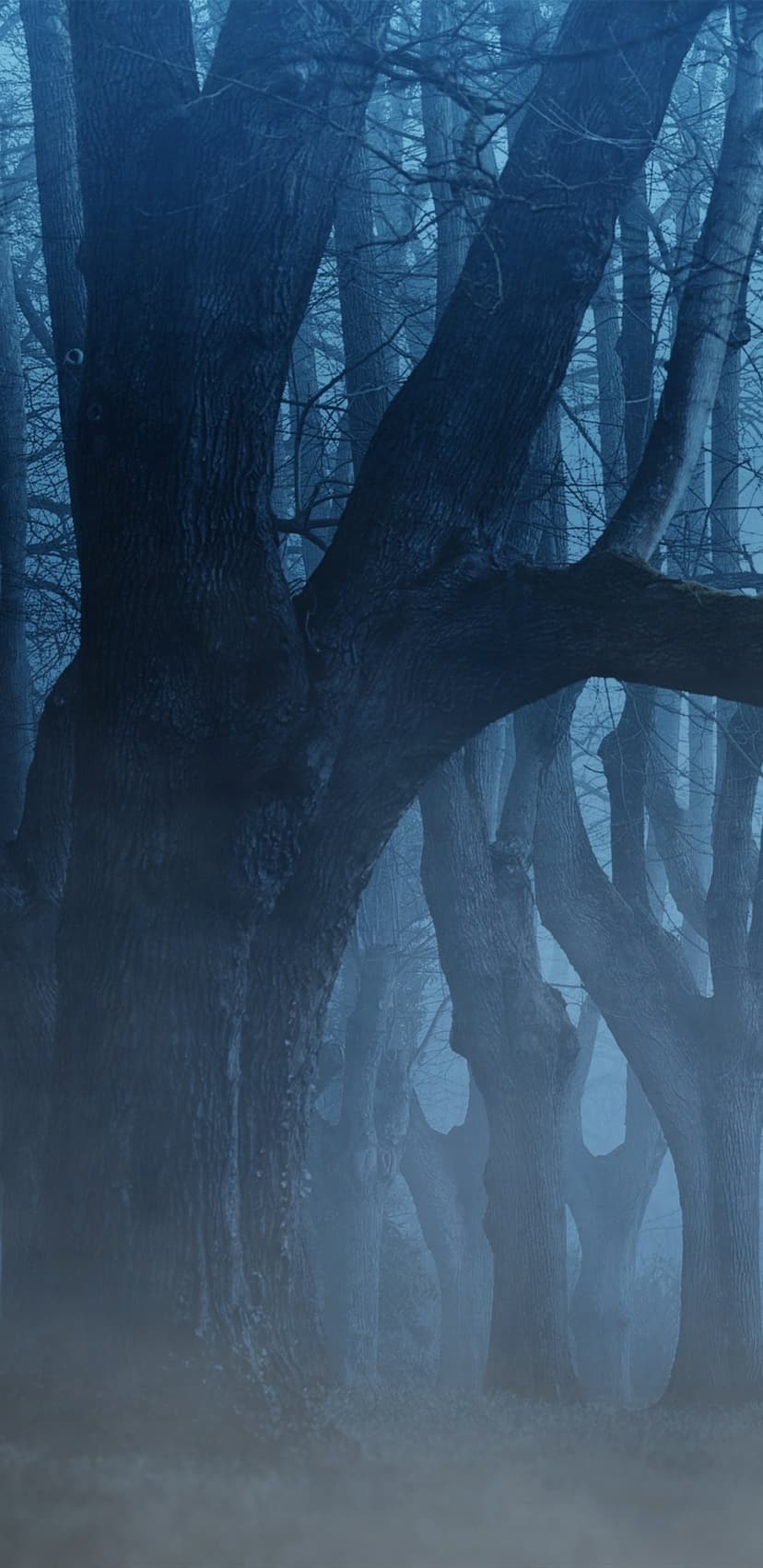 Gnarled oak trees with twisted branches stand in a dense blue fog within a dark, mysterious forest landscape.