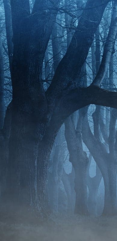 Shadowy Oaks in the Ethereal Fog