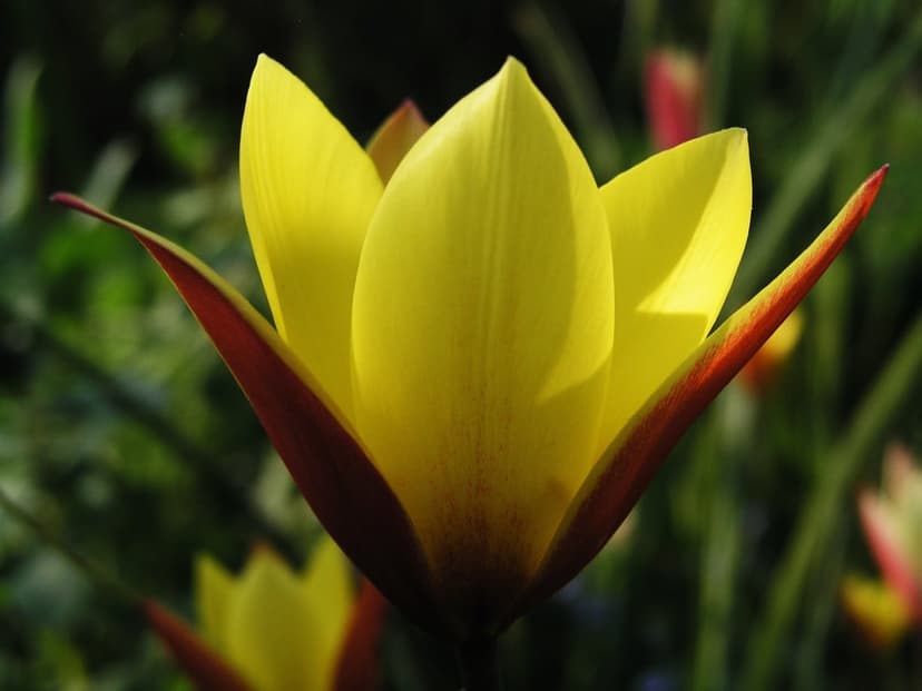 Yellow tulip with red-tipped petals glows in soft sunlight against a blurred green garden background.