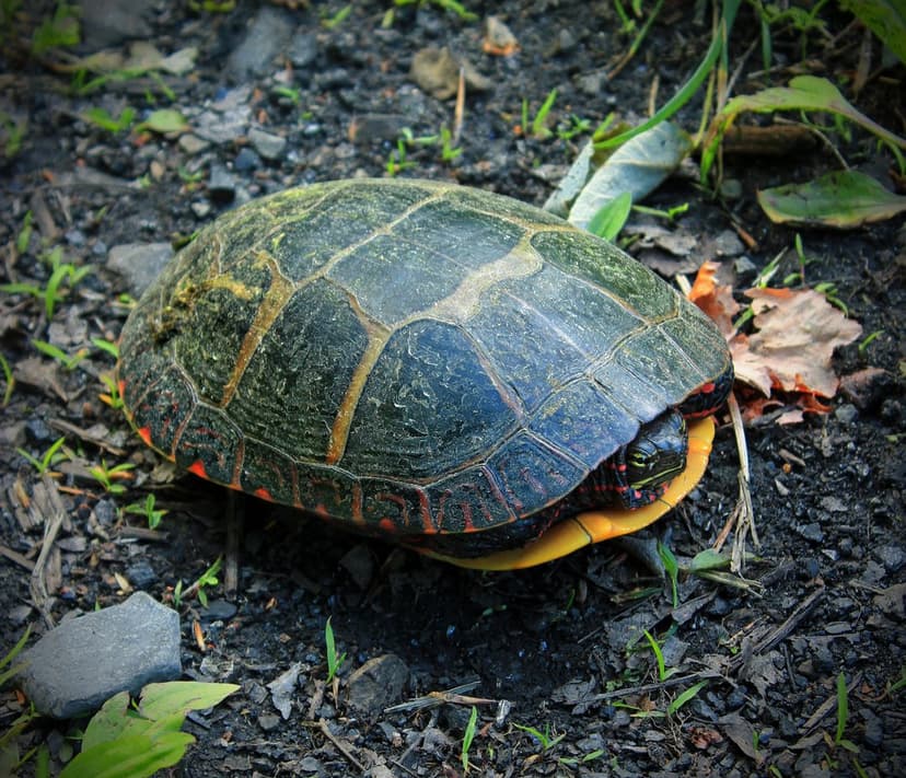 Painted turtle with red neck markings peeks from a yellow-edged shell on a leafy forest floor with green sprouts.