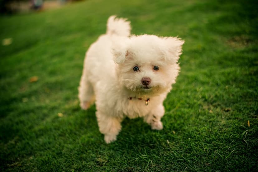 White fluffy puppy with dark eyes sits on a vibrant green grass lawn during a bright sunny day outdoors.