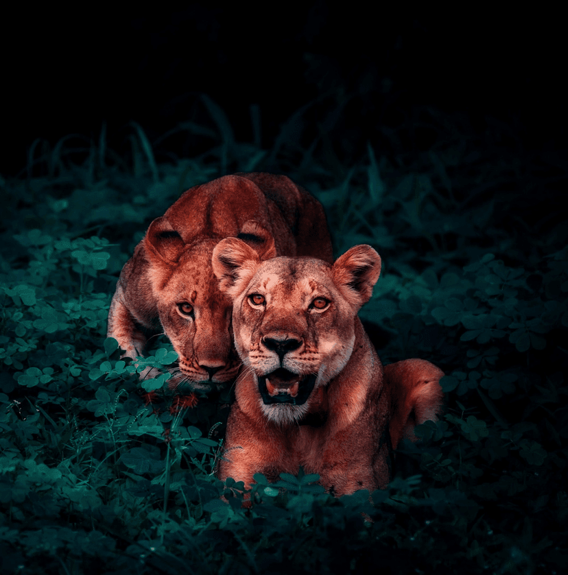 Two lionesses with tawny fur and amber eyes peek through dense dark green jungle leaves in a low-light setting.