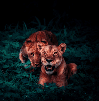 Two Lions in Dark Green Foliage