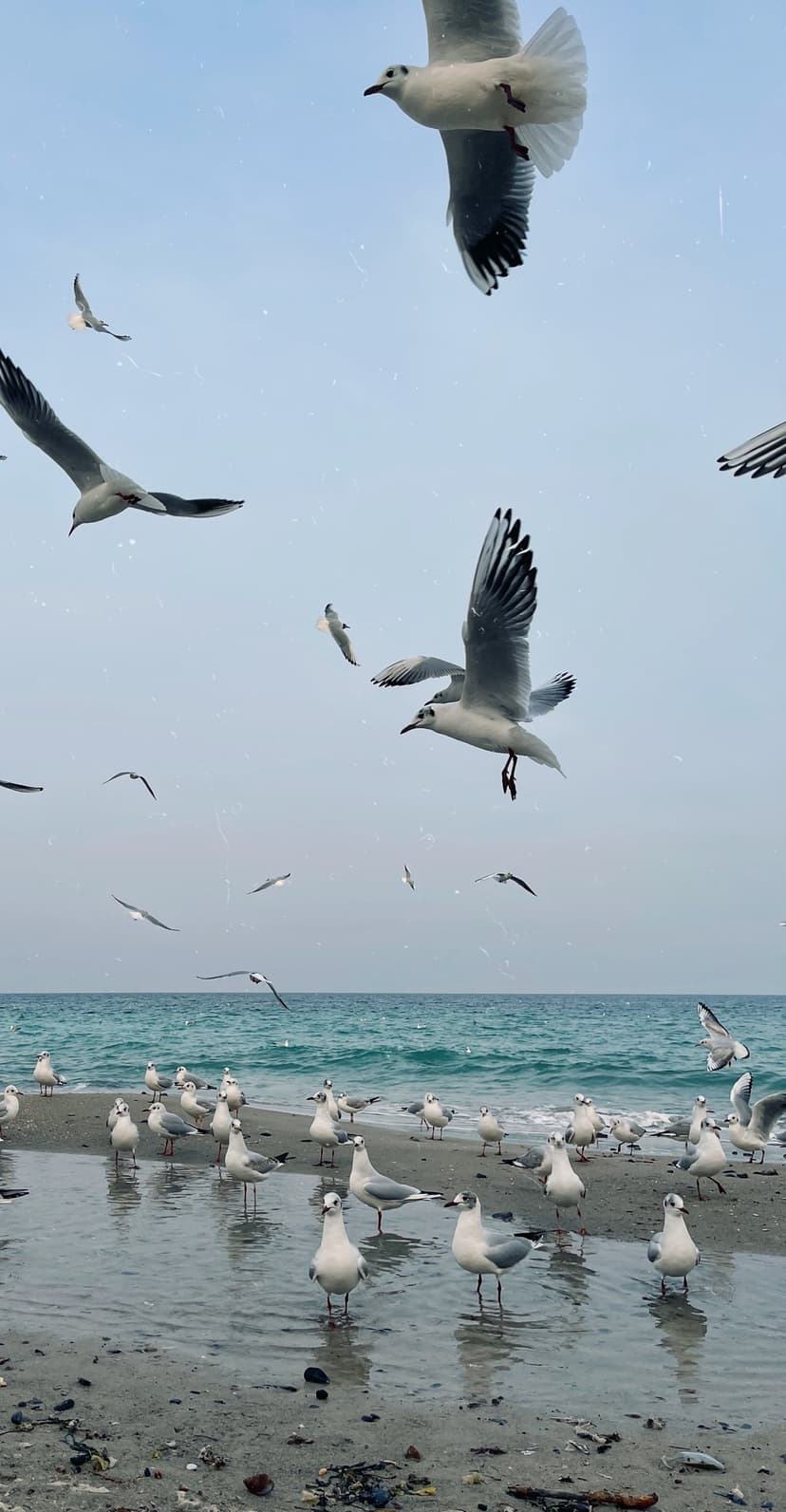 White seagulls fly above a wet sandy beach as a flock rests near the blue ocean waves under a pale sky.