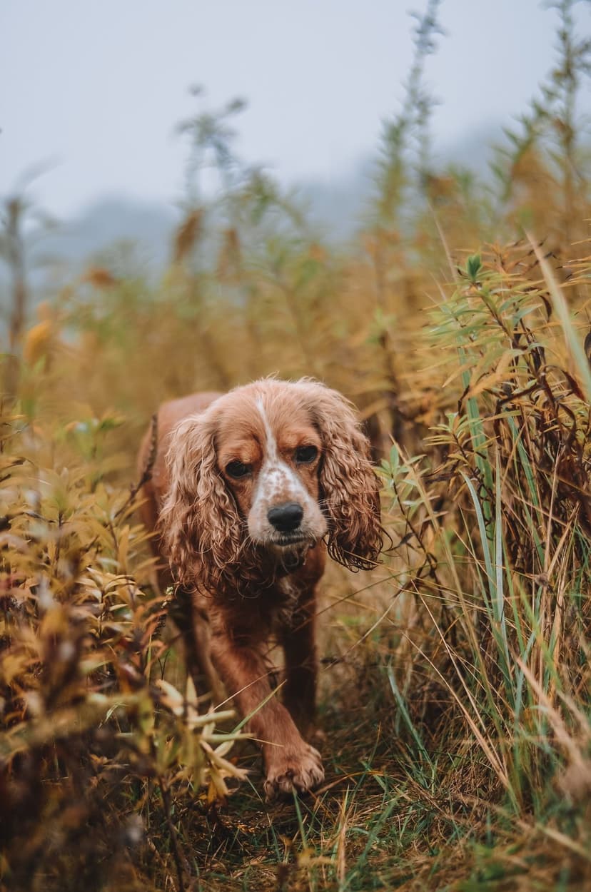 Brown Cocker Spaniel with wavy ears walking through tall golden grass and misty reeds in an autumn field.