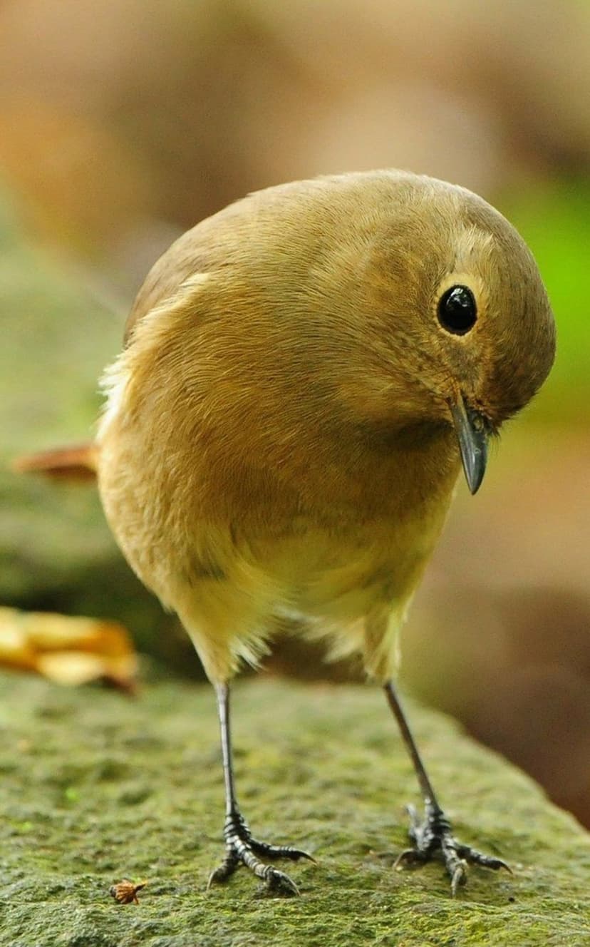 Small brown bird with dark eyes stands on a textured mossy surface against a blurred green forest background.