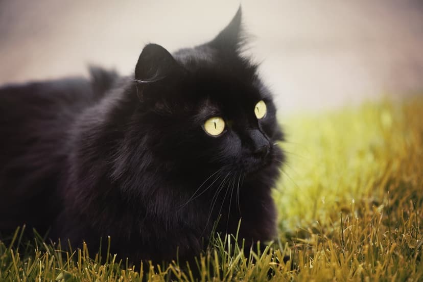 Black long-haired cat with vivid yellow eyes rests in lush green grass under soft, golden outdoor lighting.