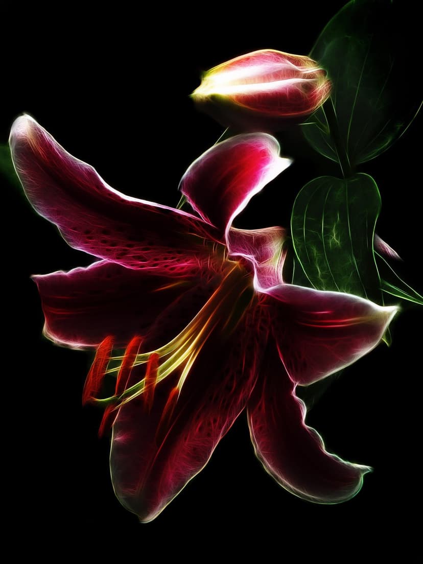 Crimson lily flower with glowing fractal outlines and detailed stamen against a solid black background.