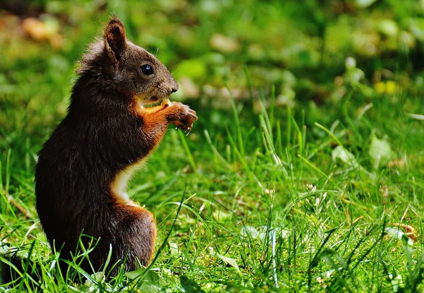 Brown squirrel with fluffy fur sitting in tall green grass while holding a small nut in its paws during daylight.
