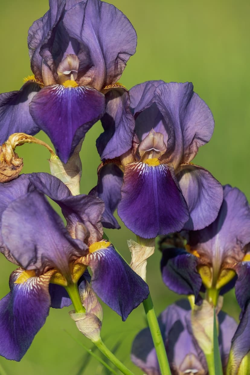 Purple iris flowers with yellow centers and velvety petals blooming against a blurred green background.
