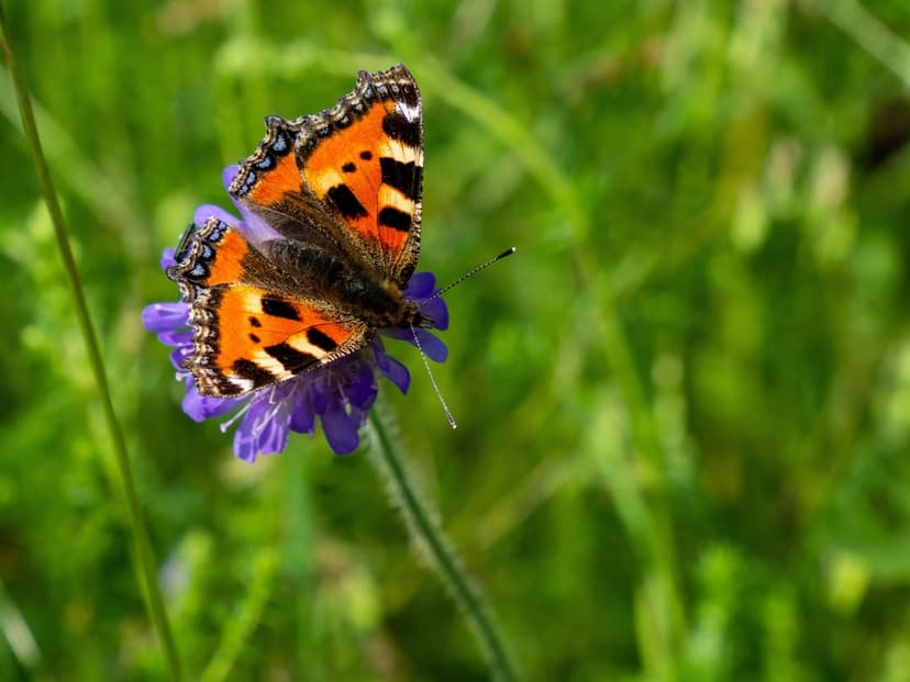 Small tortoiseshell butterfly with orange wings rests on a purple flower against a blurred green meadow backdrop.