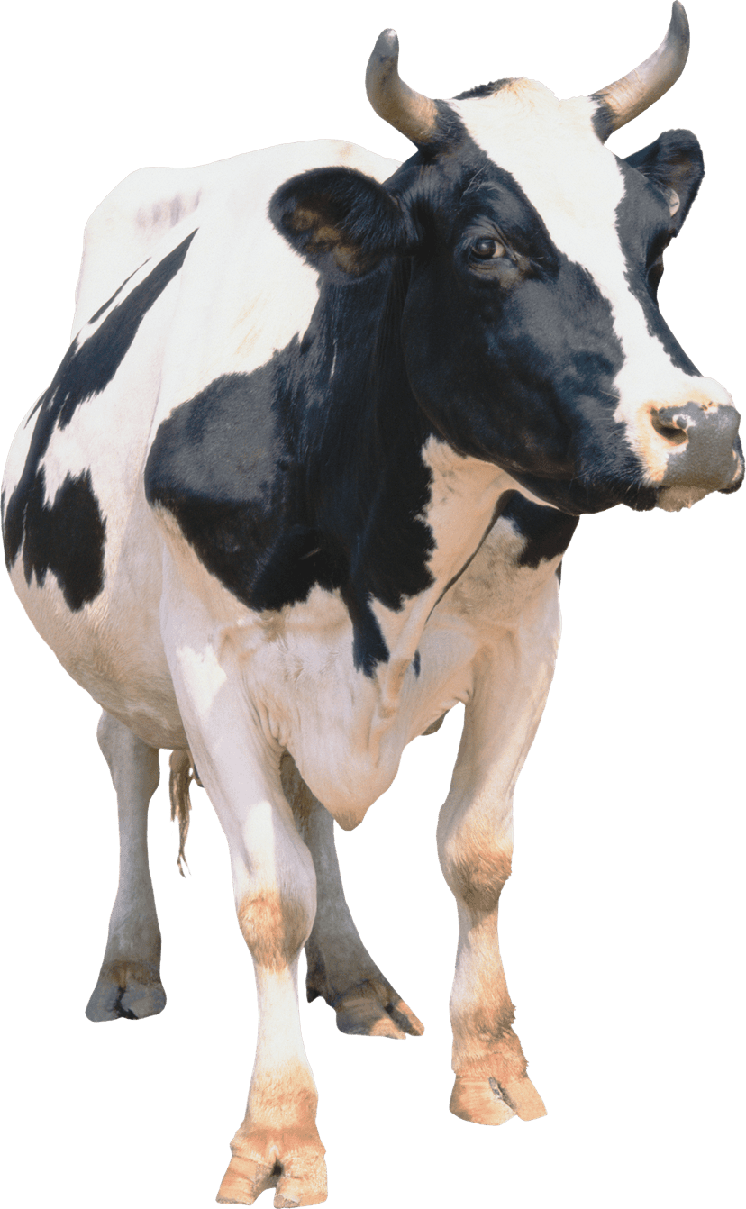Holstein dairy cow standing profile view showcasing black and white spotted coat textures on a clear background.