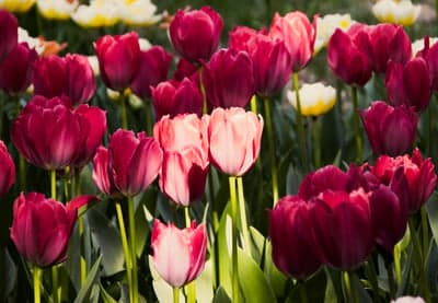 Red and Pink Spring Tulips Blooming Mobile Backdrop