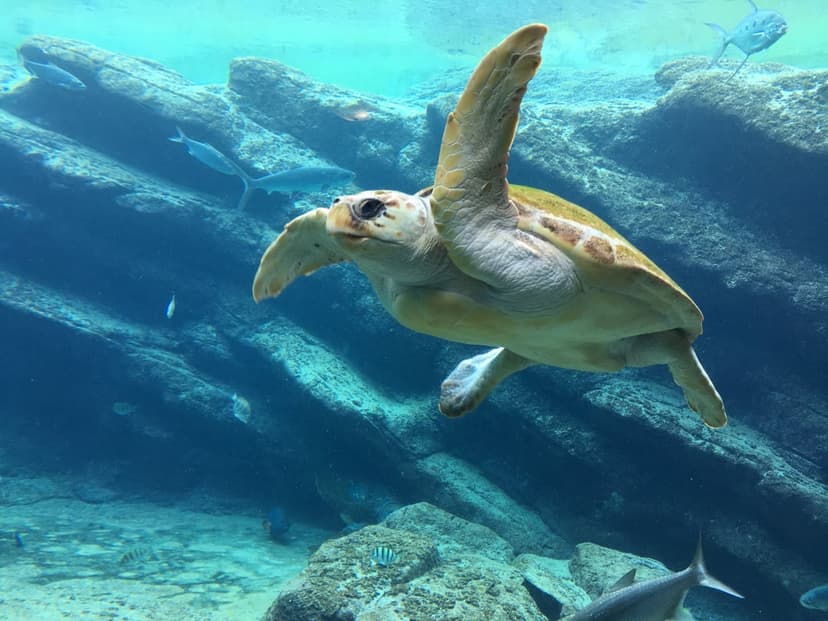 Loggerhead sea turtle with a patterned shell swims over rocky ocean floor amidst small fish in clear blue water.