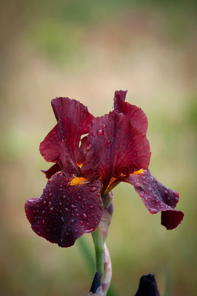 Deep red iris petals with sparkling raindrops and a yellow center against a soft green-toned background.