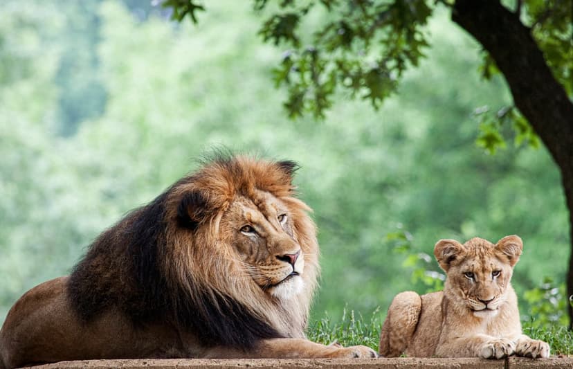 Lion with a thick golden mane and a cub resting on a gray stone ledge against a soft green foliage background.
