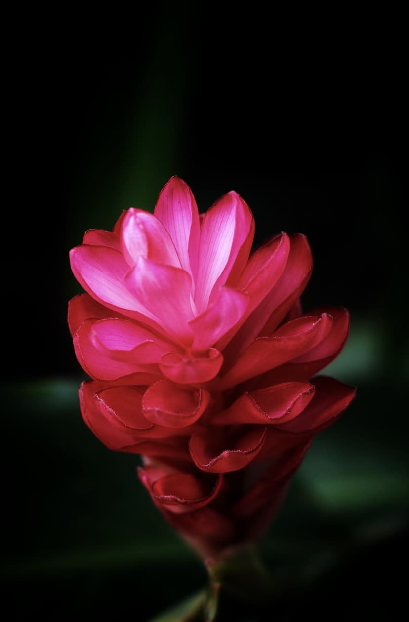 Pink ginger flower with layered magenta petals and fine textures emerges from a solid black backdrop.