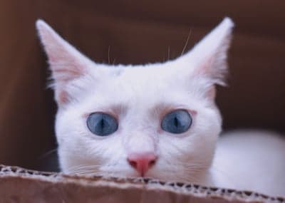 Curious White Cat with Blue Eyes Peeking from Box