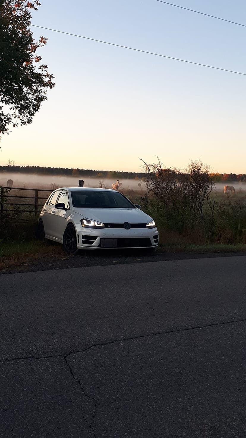 White Volkswagen Golf R with glowing headlights on a misty rural road at sunrise with cows grazing in the distance.