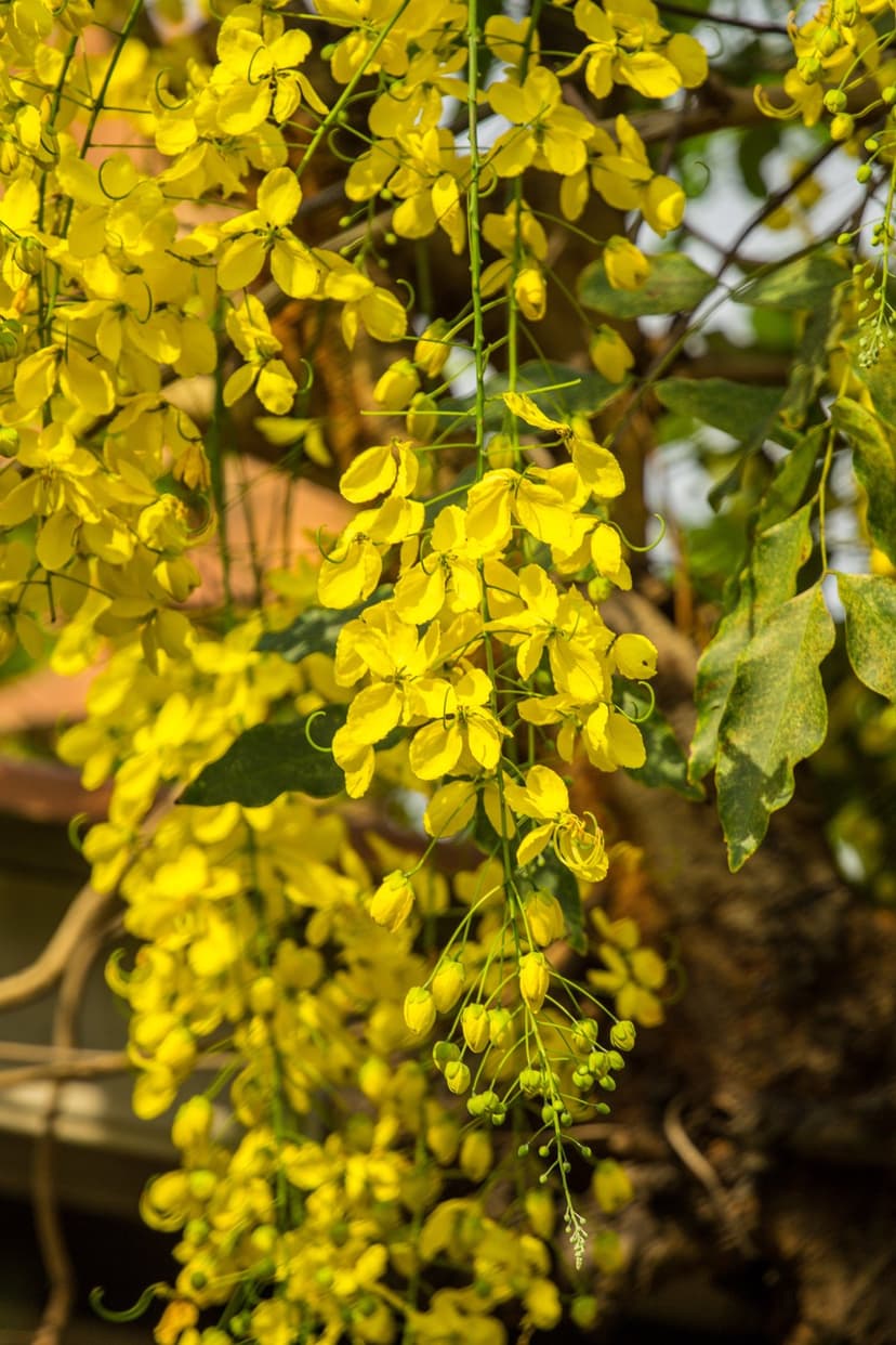 Yellow Cassia fistula flowers hang in dense clusters from a sunlit branch against a soft green bokeh background.