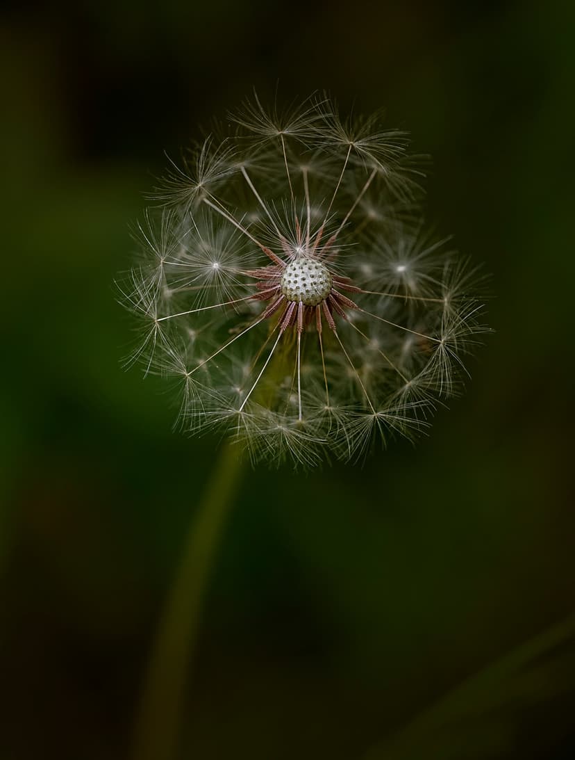 White dandelion seed head with delicate filaments and a hint of pink at the center against dark green bokeh.