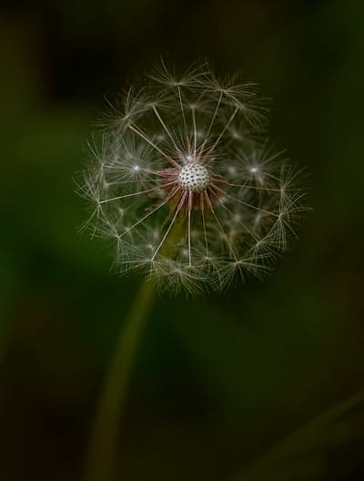 Ethereal Dandelion Seed Head Macro Phone Wallpaper