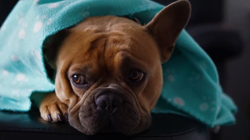 French Bulldog with expressive eyes wrapped in a teal polka dot blanket, showing a weary and sad expression.