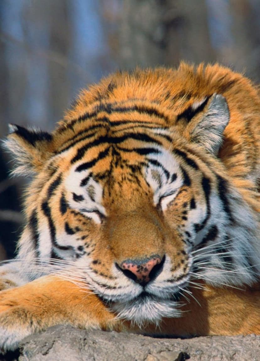 Sleeping tiger face with closed eyes and black stripes on orange fur resting against a blurred rock surface.