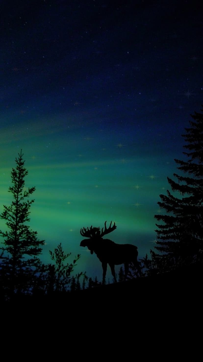 Moose silhouette with large antlers stands before a green aurora borealis and starry night sky in a pine forest.