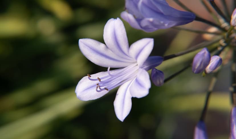 Purple Agapanthus flower with violet striped petals and delicate stamens against a soft green garden background.