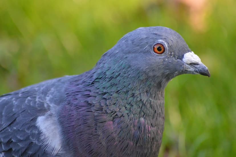 Pigeon head with iridescent purple and green neck feathers, an orange eye, and a white beak against soft green.