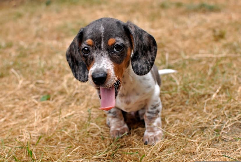 Dapple Dachshund puppy with its tongue out sits on dry grass, showcasing spotted ears and a curious expression.