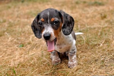Cute Dachshund puppy with tongue out, sitting on grass